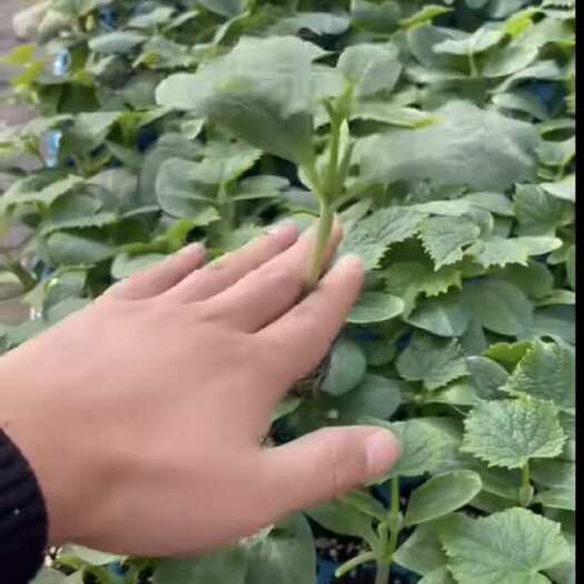 寿光市西红柿苗，量大从优