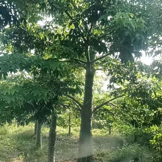 美丽异木棉