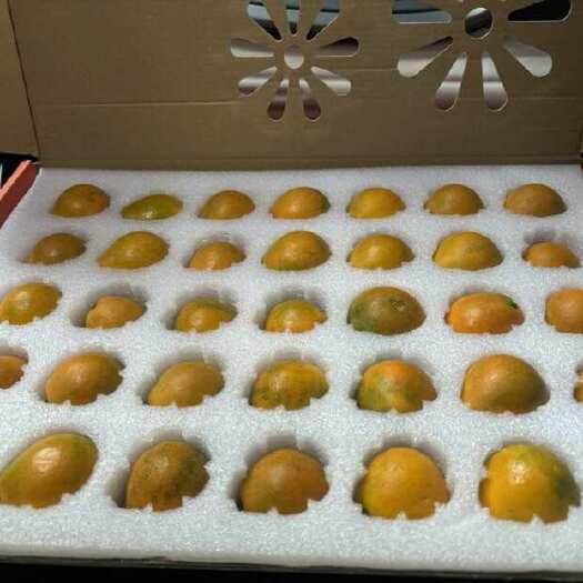 南宁脆蜜金桔
