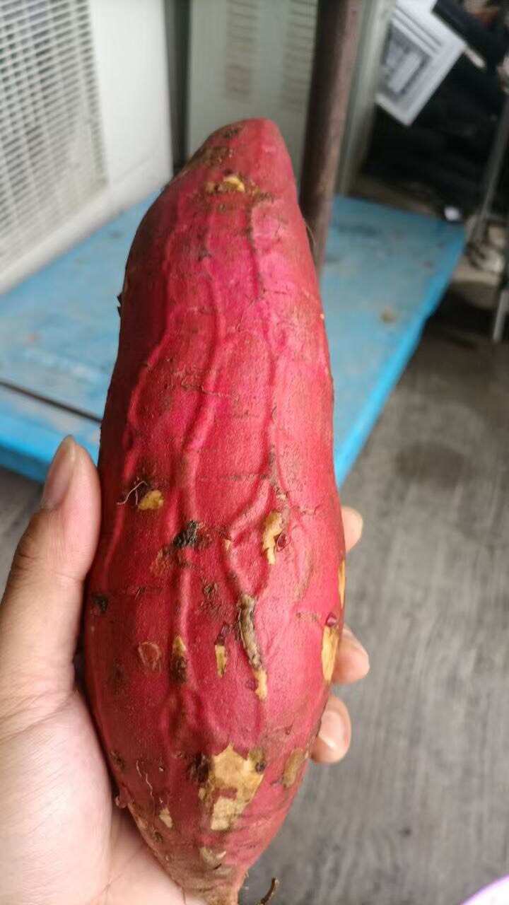 烟薯25  蜜薯 红薯 烤薯专用批发零售 软糯无丝 全国发货