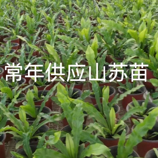 龙南市基地直出常年供应 山苏苗大中小苗特色蔬菜种苗送技术指导