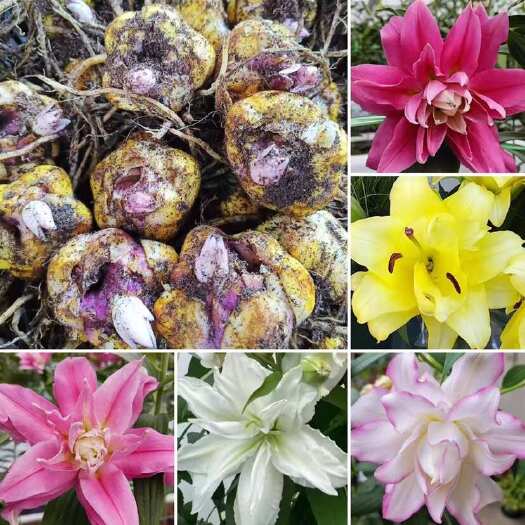 凌源市荷兰重瓣香水百合种球，园林绿化花海切花种植电商