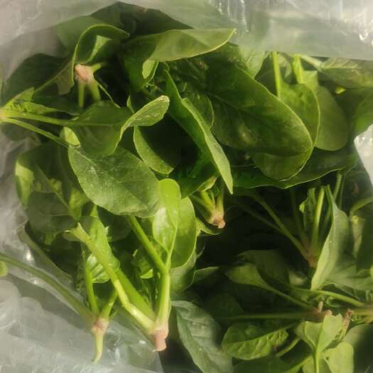 淮安菠菜，菠菜    没有科技又很活 一个一个挑出来的