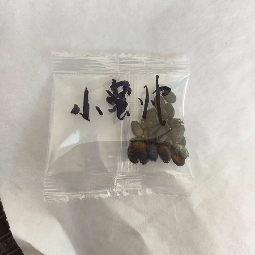 哈尔滨然龙小蜜帅西瓜种子100粒/袋小礼品瓜类型