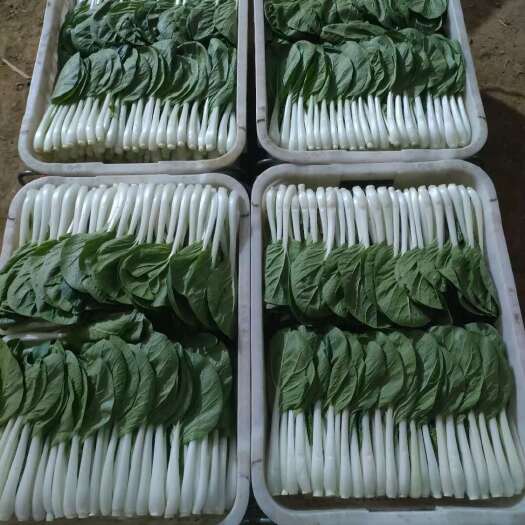 博白县小白菜