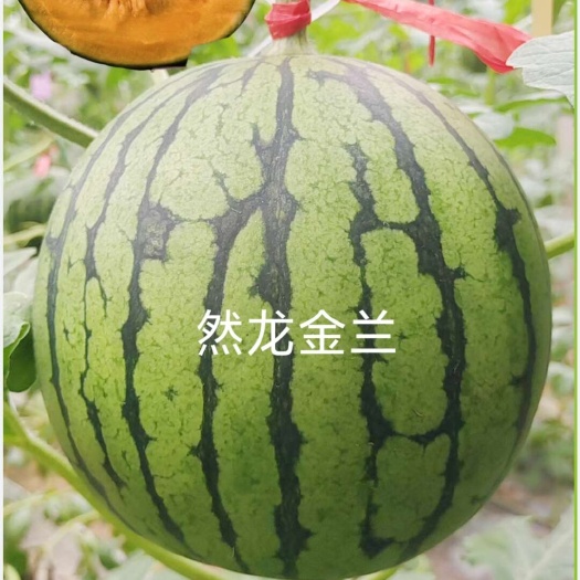 哈尔滨然龙金兰西瓜种子约200粒/袋