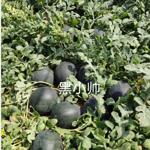 哈尔滨黑皮西瓜种子 嘿小帅黑皮红肉西瓜种子100粒/袋