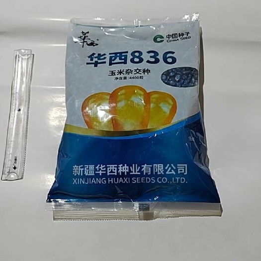 国审华西836玉米种红轴大穗不秃尖