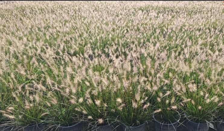 成都小兔子狼尾草高度冠幅25公分35公分45公分