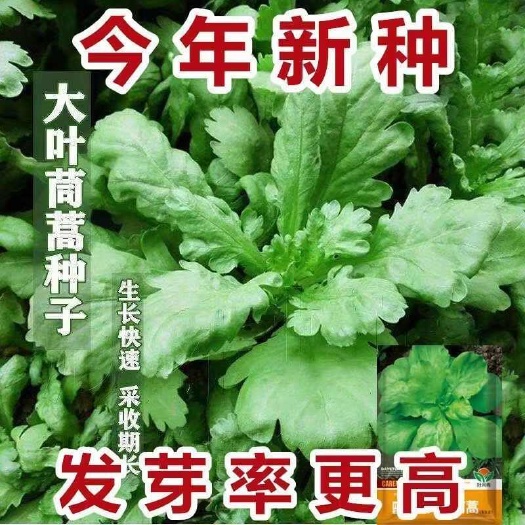 邵东市大叶茼蒿种子清香皇帝菜茼蒿菜种子四季可播种阳台庭院春菊菜种子
