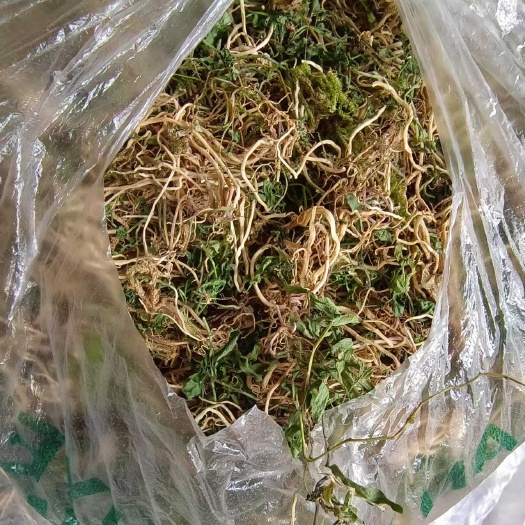 铜仁特产半边莲中药材 全草类 中药材半边莲 环境优越 自然生长