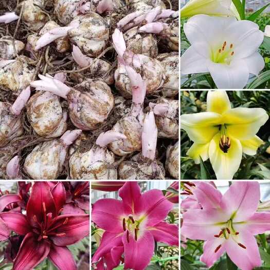 凌源市荷兰香水百合种球园林绿化花海电商可入手