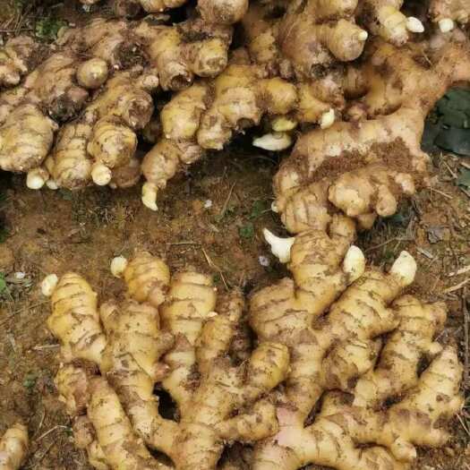沂水县山东优质大黄姜 源头产地，量大质优，支持全国发货