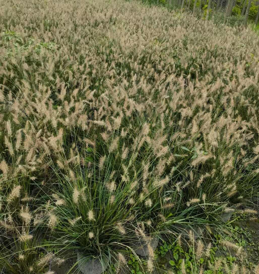 成都小兔子狼尾草高度冠幅25公分35公分45公分