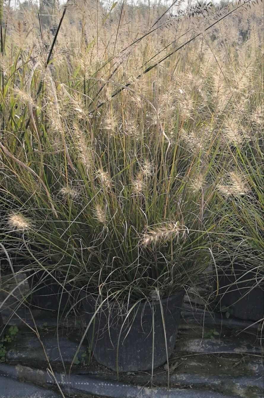 成都小兔子狼尾草高度冠幅25公分35公分45公分