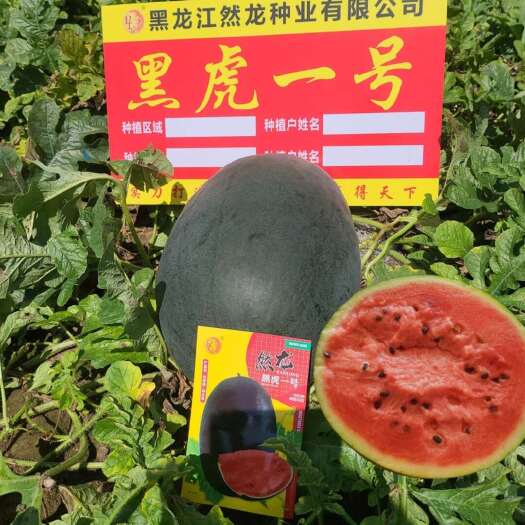 哈尔滨黑虎一号黑皮西瓜种子椭圆形纯黑皮红瓤单瓜18-20斤左右