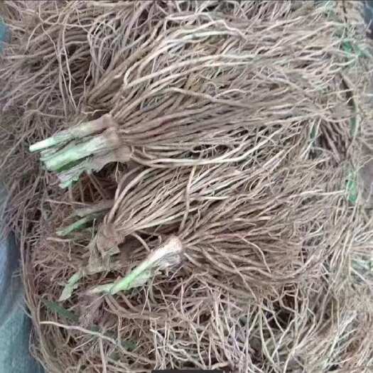 电商专用韭菜根江苏丰县产地