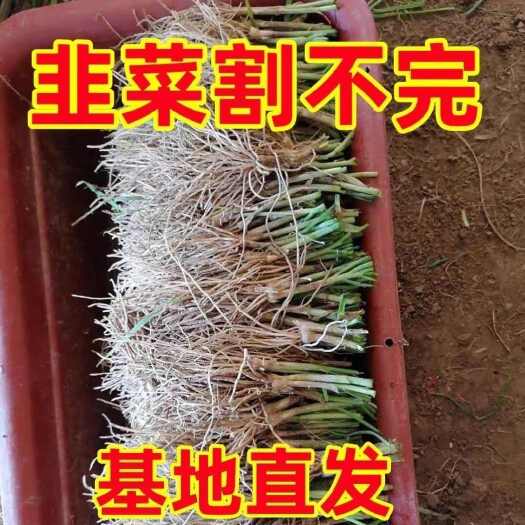 韭菜根电商专业一年四季种植