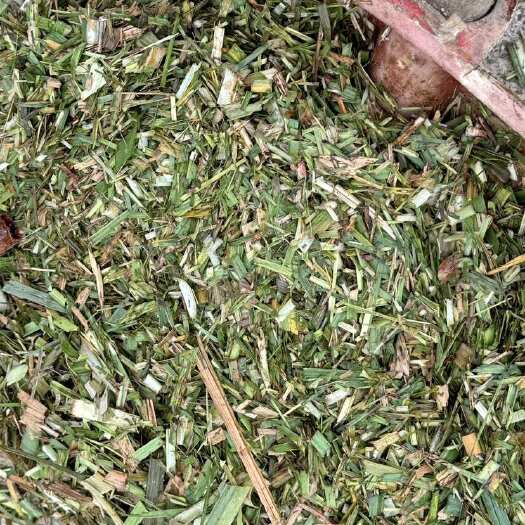 来宾广西青贮饲料专用草 牛羊通用 兴宾区直发