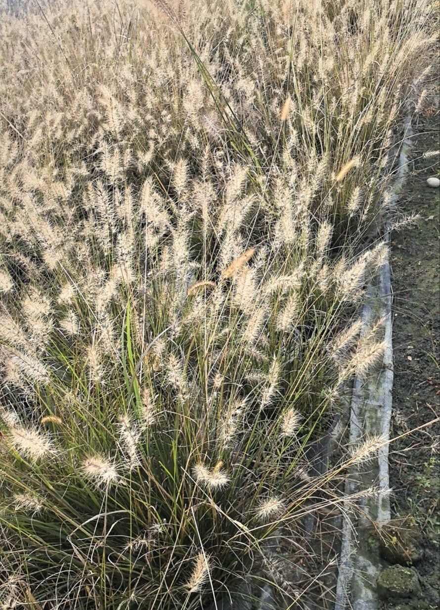 成都小兔子狼尾草高度冠幅25公分35公分45公分