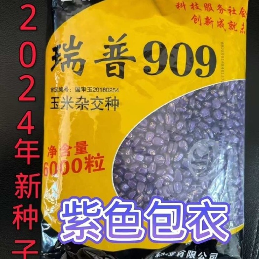 山西三联瑞普909、矮杆大棒、粮质好产量高。
