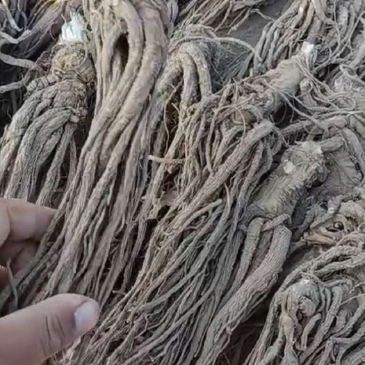 甘洛县四川当归  东当归个子干货大量出售