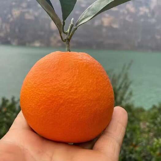 雷波县雷波脐橙：皮薄肉厚，细嫩化渣，人口带蜂蜜味