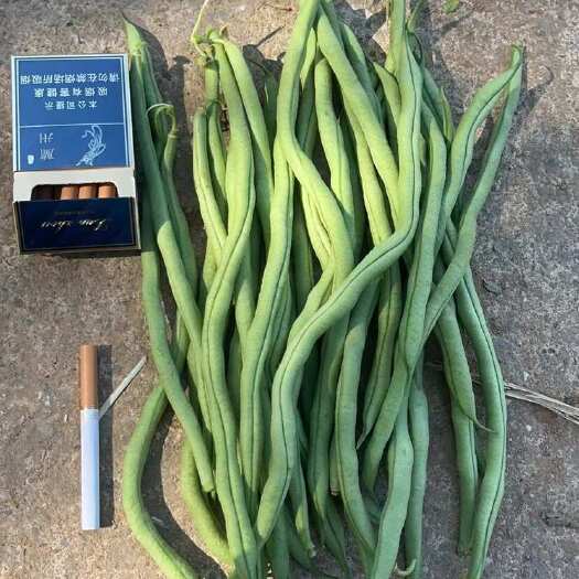 豆王，架豆王，徽县无精豆