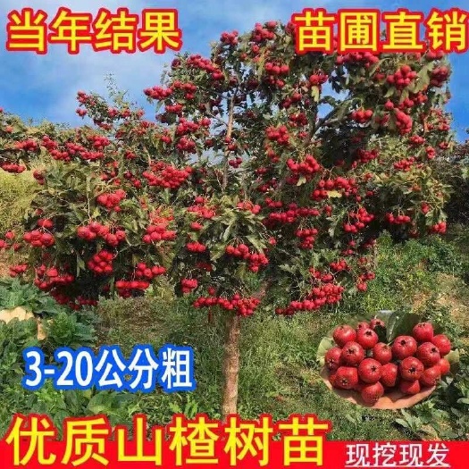 武陟县1-8公分山楂树苗量大