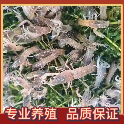 眉山澳洲小龙虾苗 蓝色澳虾苗 淡水养殖 技术支持