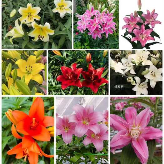 凌源市越冬百合种球多年生，电商，园林绿化，庭院百合花海，加工干片，