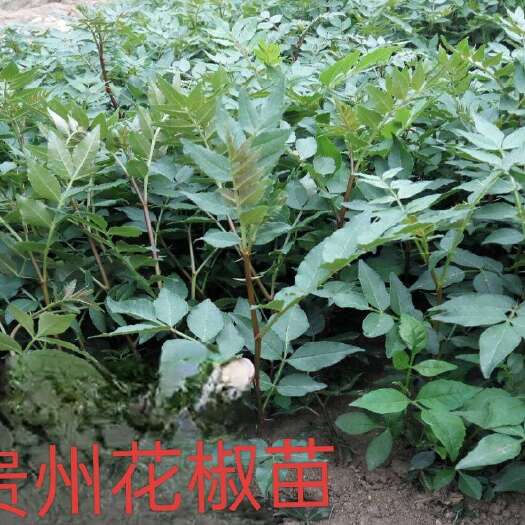 贞丰县花椒苗