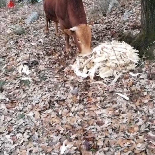 桑植县家养黄牛，散养，吃青草长大无任何饲料喂养