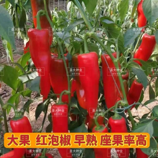 辣椒种子 大果泡椒种子  早熟 座果率高！牛角型！颜色亮！