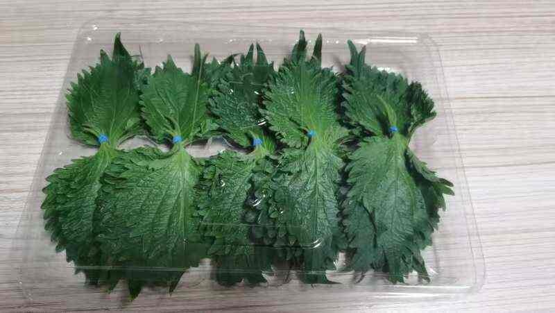 芦溪县日苏子叶