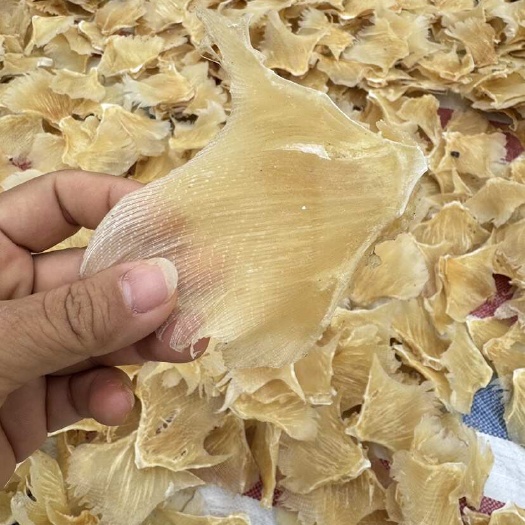 北海不添加鳐鱼翅 浦鱼翅 干货批发彭鱼翅 淡干 原汁原味