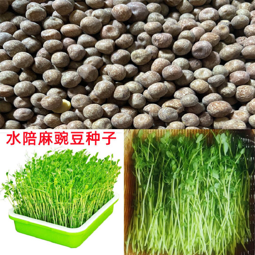 麻豌豆种子水培专用麻豌豆芽苗菜种子专吃芽苗菜豌豆种子水培豌豆