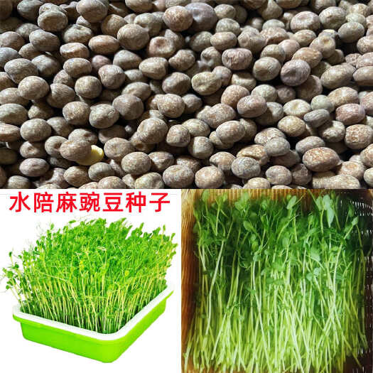 安仁县麻豌豆种子水培专用麻豌豆芽苗菜种子专吃芽苗菜豌豆种子水培豌豆
