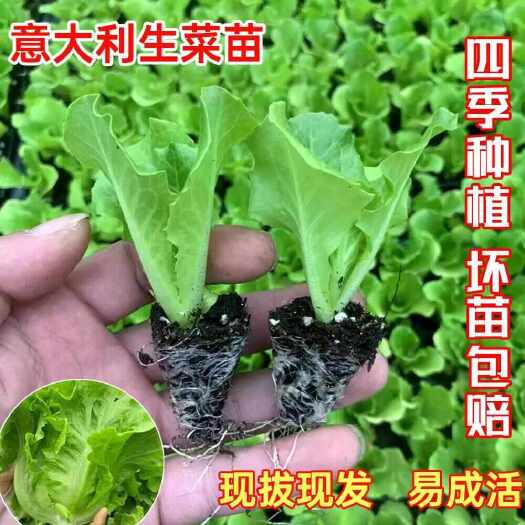 寿光市山东省寿光市优质生菜苗供应，精品穴盘苗