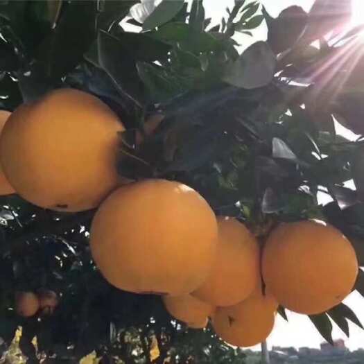 金堂县四川金堂脐橙
