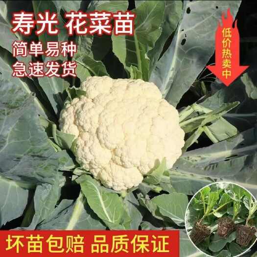 苗場直發(fā)65天75天80天100天菜花苗甘藍苗白菜苗