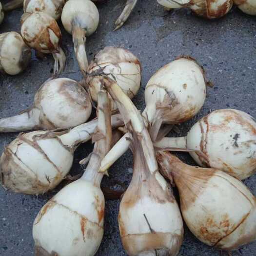 盐城慈菇