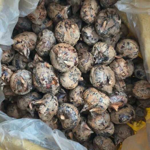 合浦县新鲜采摘马蹄，清甜爽脆的水生佳果