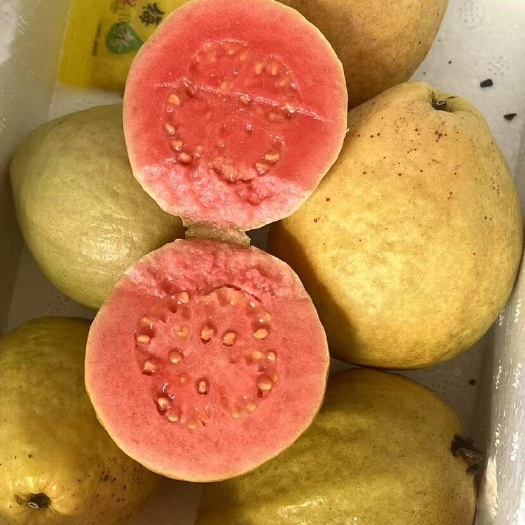 广西红心芭乐番石榴