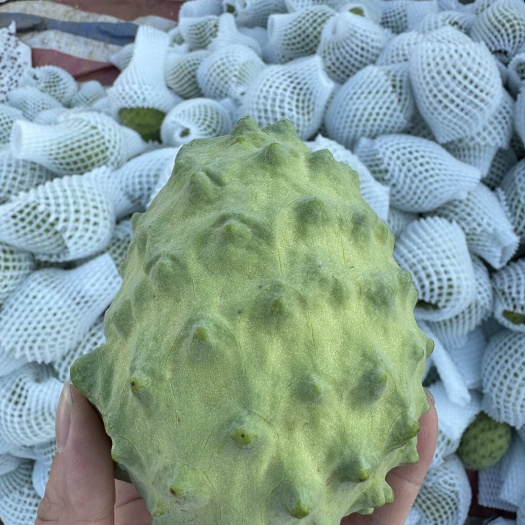 南宁广西释迦果