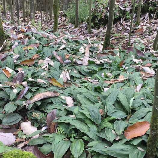 邛崃市毛茨菇苗