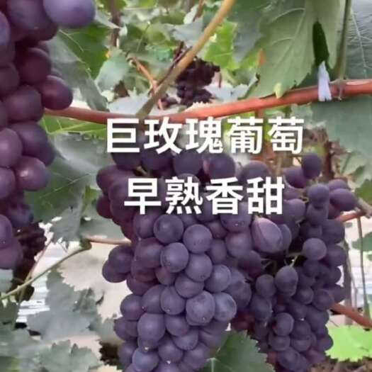 昌黎县巨玫瑰葡萄苗，河北基地直发，保纯度质量，顺丰包邮，假一赔十。