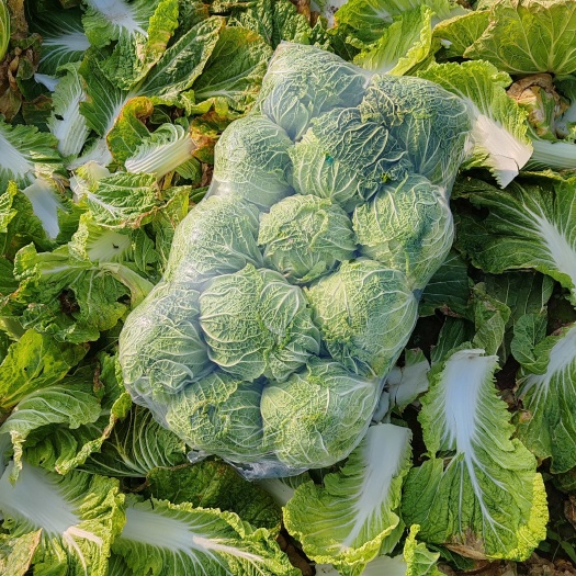 天门市湖北黄心大白菜净菜批发每颗4-6斤整车供应按需定制原产地发货