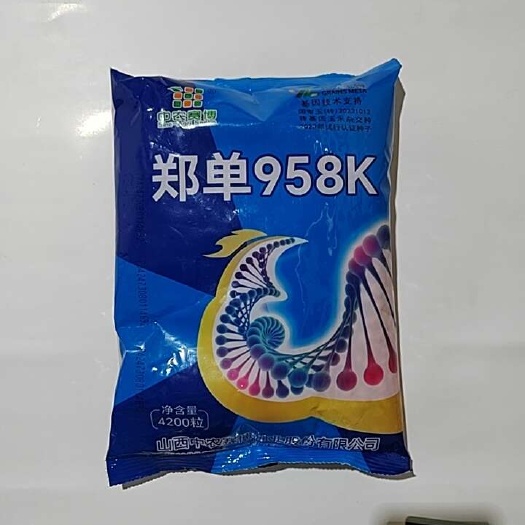 故城县国审玉米种郑单958K白轴抗虫版