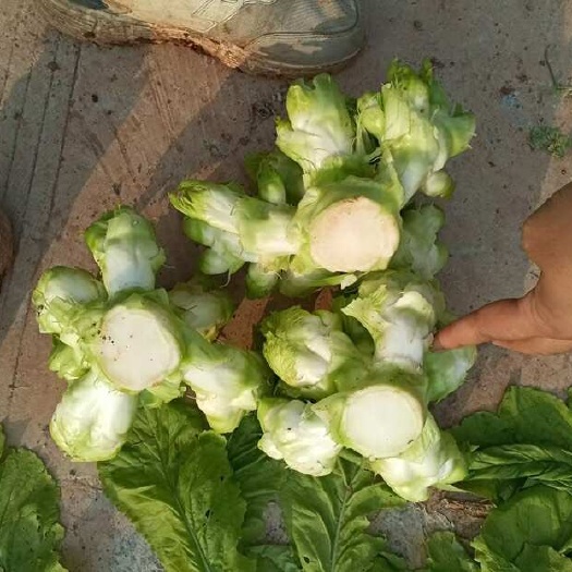 儿菜精品四川小心儿菜
